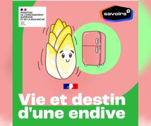 Image podcast vie et destin d'une endive