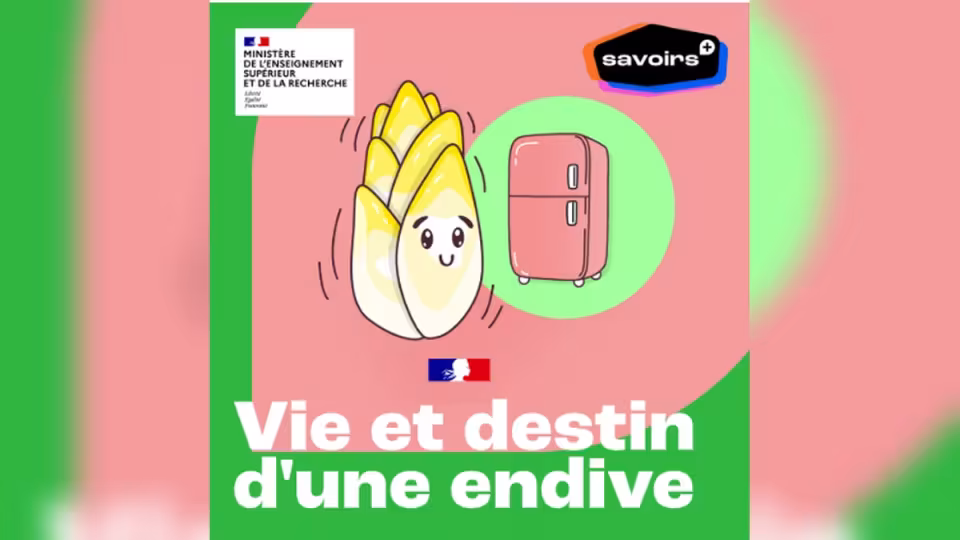 Image podcast vie et destin d'une endive